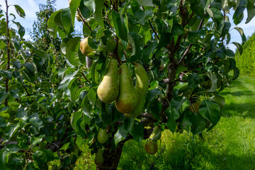 Green organic orchards with rows of Conference  pear trees with ripening fruits in Betuwe, Gelderland, Netherlands