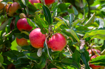 Harvesting time in fruit region of Netherlands, Betuwe, Gelderland, plantation of apple fruit trees in september, elstar, jonagold, ripe apples