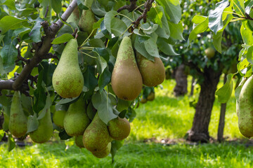 Green organic orchards with rows of Conference  pear trees with ripening fruits in Betuwe, Gelderland, Netherlands