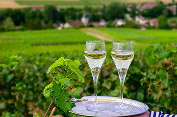 Drinking of sparkling white wine with bubbles champagne on green hilly vineyards in small village Urville in Cote des Bar, Champagne region, France