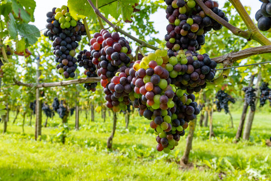 Wine making in Netherlands, ripe black red wine grape ready for harvest on Dutch vineyards in Betuwe, Gelderland