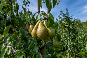 Green organic orchards with rows of Conference  pear trees with ripening fruits in Betuwe, Gelderland, Netherlands