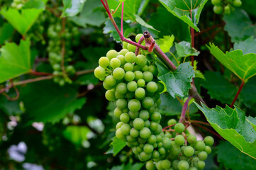 Upripe green grapes on champagne vineyards in Cote des Bar, south of Champange, France