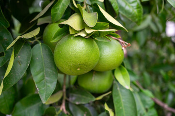 Tangerine mandarin tree with many green unripe citrus fruits