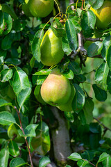 Green organic orchards with rows of Concorde pear trees with ripening fruits in Betuwe, Gelderland, Netherlands