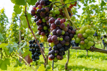Wine making in Netherlands, ripe black red wine grape ready for harvest on Dutch vineyards in Betuwe, Gelderland