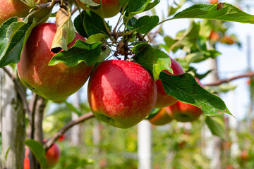 Harvesting time in fruit region of Netherlands, Betuwe, Gelderland, plantation of apple fruit trees in september, elstar, jonagold, ripe apples