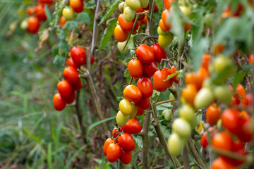 Growing of red salad or sauce tomatoes on greenhouse plantations in Fondi, Lazio, agriculture in Italy