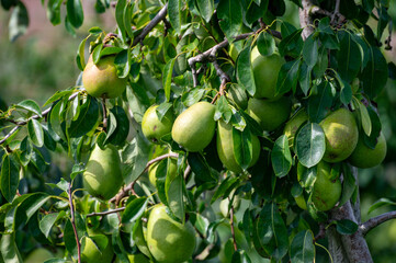 Green organic orchards with rows of Concorde pear trees with ripening fruits in Betuwe, Gelderland, Netherlands