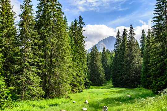 Coniferous trees in a forest sunny meadow.