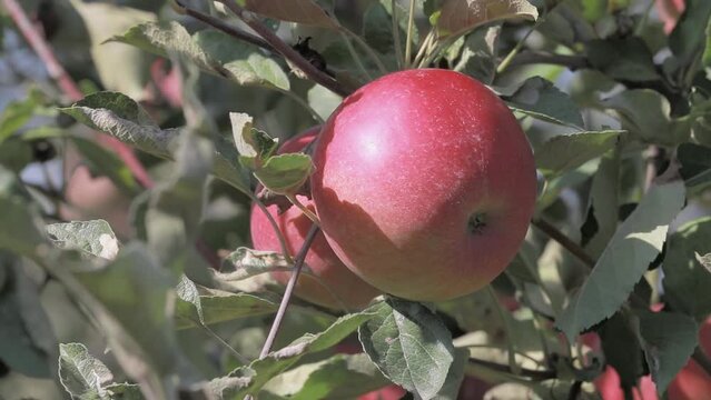 Jonagold Apple Ready for Harvest in Croatian Orchard