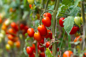 Growing of red salad or sauce tomatoes on greenhouse plantations in Fondi, Lazio, agriculture in...