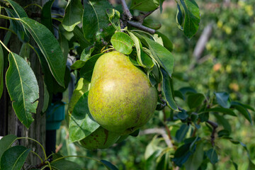 Green organic orchards with rows of Concorde pear trees with ripening fruits in Betuwe, Gelderland, Netherlands