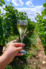 Tasting of sparkling white wine with bubbles champagne on summer festival route of champagne on green vineyards in Cote des Bar, Champagne region, France