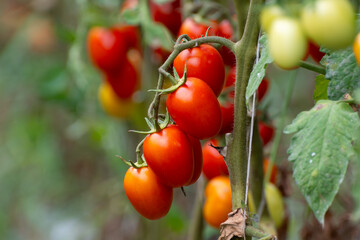 Growing of red salad or sauce tomatoes on greenhouse plantations in Fondi, Lazio, agriculture in Italy