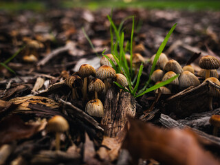 mushrooms on the ground