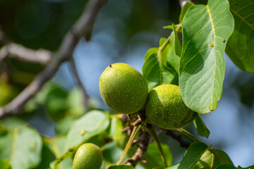 Walnut tree with big ripe nuts in green shell close up