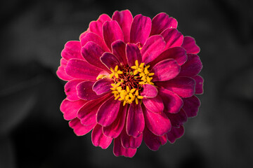 Zinnia flower with black background
