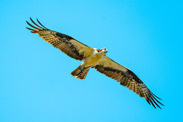 Bald Eagle flying in the blue sky