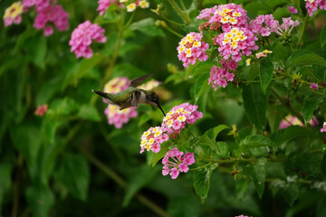 Hummingbird feeding on the flowers