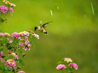 Hummingbird feeding on the flowers