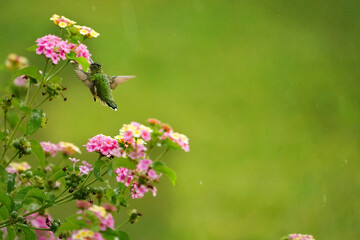 Hummingbird feeding on the flowers
