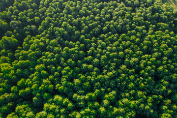 Green Canopy Vista: A Bird's-Eye Look at the Summer Forest