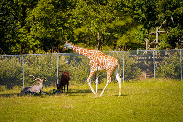 Giraffe in the zoo