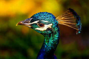 Close-up of a Peacock bird head