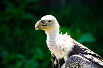 Portrait of Beautiful  Vulture bird