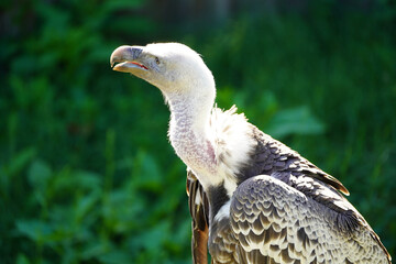 Portrait of Beautiful  Vulture bird