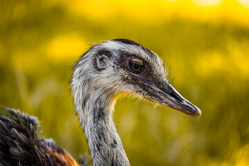 Ostrich head close up