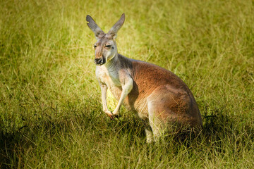 Kangaroo in the grass