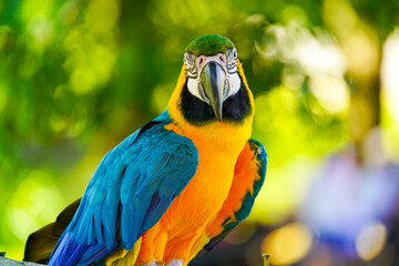 Fototapeta premium Blue and Yellow Macaw bird, closeup