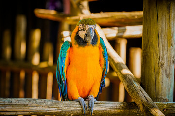 Blue and yellow macaw