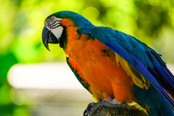 Blue and Yellow Macaw bird, closeup