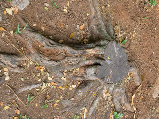 Texture of used trees that have been cut down. texture of the roots of a previously felled tree
