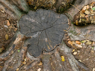 Texture of used trees that have been cut down. texture of the roots of a previously felled tree