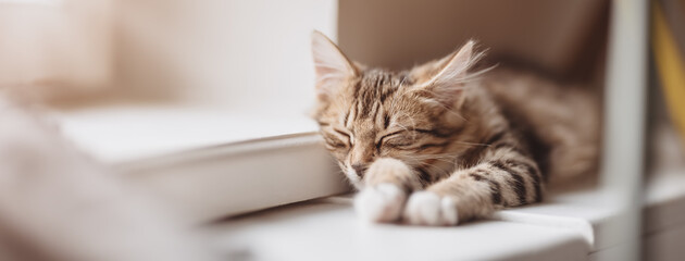 Kitten lying on the window sill on the sunlight and sleeping. © candy1812