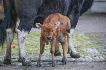 Fototapeta premium gayal (Bos frontalis), Drung ox mithun