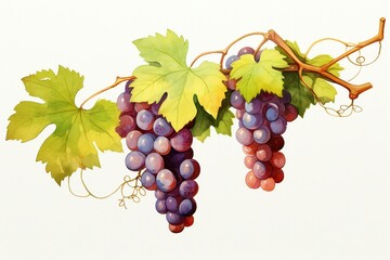 Fototapeta premium Watercolor grapevines with mature grapes and trailing branches isolated on white background