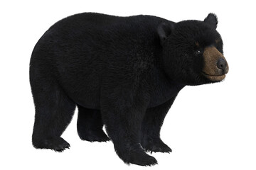 Black Bear Isolated on White - 645506910