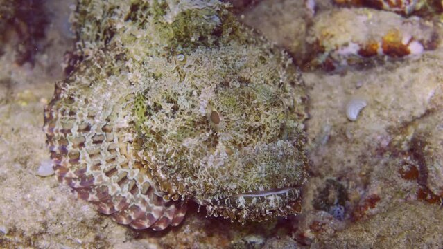 Close up of Bearded Scorpionfish (Scorpaenopsis barbata) lies near stone on seabed in bright sunlight, top view