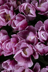 tulips in the nederlands