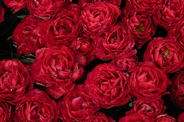 tulips in the nederlands