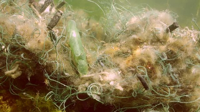 Close-up panning, Lost fishing net lies on seabed in green algae Ulva on bright sunny day in Black sea, Ghost gear pollution of Seas and Ocean, Slow motion, Camera moves to left sede along nets