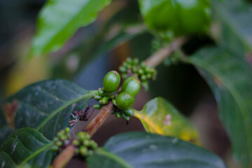 granos de café orgánico - Chanchamayo, Junín, Perú