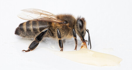 Nature's Beauty: The Intricate World of a Bee on a White Background