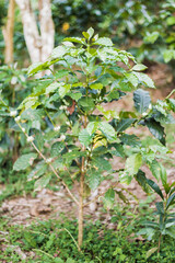 Planta de café orgánico - Chanchamayo, Junín, Perú