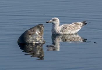 Sunbathing and sleeping seal in calm water enjoying the peace and quiet with a curious and annoying juvenile herring gull swimming around in the harbour